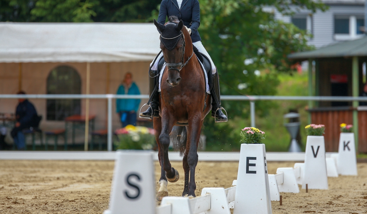 horse in dressage arena